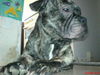 Französische Bulldogge Foto: spike (ID 29522) Französische Bulldogge Hund