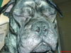 Französische Bulldogge Foto: spike (ID 29523) Französische Bulldogge Hund