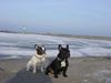 Französische Bulldogge Foto: Bruno & Lutz in Warnemünde (ID 28956) Französische Bulldogge Hund