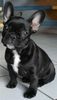 Französische Bulldogge Hund