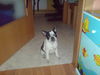 Französische Bulldogge Foto: Mathilda mit 13,5 wochen (ID 46046) Französische Bulldogge Hund