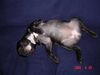Französische Bulldogge Foto: RELAX... (ID 21649) Französische Bulldogge Hund