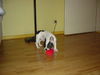 Französische Bulldogge Hund