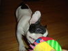 Französische Bulldogge Hund