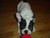 Französische Bulldogge Hund