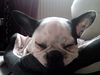 Französische Bulldogge Foto: Nein... ich bin hübsch!!! ;o) (ID 45891) Französische Bulldogge Hund