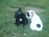 Französische Bulldogge Hund