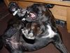Französische Bulldogge Foto: Wir üben schon für große Aufgaben (ID 21841) Französische Bulldogge Hund