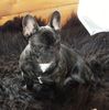 Französische Bulldogge Foto: Unser Familienmitglied,,PASA (ID 46208) Französische Bulldogge Hund