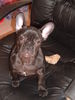 Französische Bulldogge Foto: meine Knutschkugel Bailey (ID 30141) Französische Bulldogge Hund