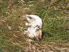 Französische Bulldogge Foto: is das ein Leben (ID 38904) Französische Bulldogge Hund