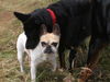 Französische Bulldogge Foto: du kannst mir nichts (ID 38903) Französische Bulldogge Hund
