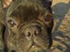 Französische Bulldogge Foto: Finchen (ID 30136) Französische Bulldogge Hund