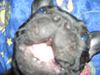 Französische Bulldogge Foto: Finchen lacht (ID 30135) Französische Bulldogge Hund