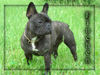 Französische Bulldogge Hund