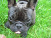 Französische Bulldogge Hund