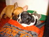 Französische Bulldogge Foto: Zwinger v.d.Schorfheide (ID 24736) Französische Bulldogge Hund