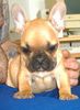 Französische Bulldogge Foto: Zwinger v.d.Schorfheide (ID 24691) Französische Bulldogge Hund