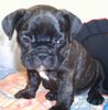 Französische Bulldogge Foto: Zwinger v.d.Schorfheide (ID 24732) Französische Bulldogge Hund