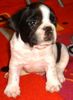 Französische Bulldogge Foto: Zwinger v.d.Schorfheide (ID 24735) Französische Bulldogge Hund