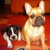Französische Bulldogge Hund