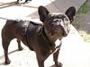 Französische Bulldogge Hund