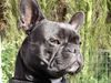 Französische Bulldogge Hund