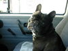 Französische Bulldogge Foto: moses ist ein begnadeter autofahrer (ID 35536) Französische Bulldogge Hund