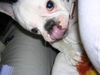 Französische Bulldogge Hund