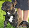 Französische Bulldogge Hund