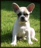 Französische Bulldogge Hund
