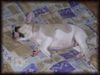 Französische Bulldogge Hund