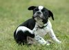 Französische Bulldogge Hund