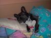 Französische Bulldogge Foto: Ein Schläfchen in Ehren,kann keiner verwehren! (ID 22374) Französische Bulldogge Hund