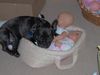 Französische Bulldogge Foto: Auch ein Junge spielt gern mit Puppen!! (ID 22377) Französische Bulldogge Hund