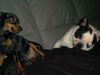 Französische Bulldogge Hund