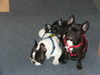 Französische Bulldogge Foto: Ohne Worte (ID 37304) Französische Bulldogge Hund