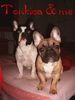 Französische Bulldogge Hund