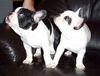 Französische Bulldogge Hund