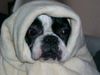 Französische Bulldogge Hund