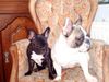 Französische Bulldogge Foto: Mücke und Chaplin (ID 20537) Französische Bulldogge Hund