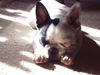 Französische Bulldogge Foto: So müde! (ID 40456) Französische Bulldogge Hund