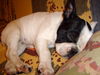 Französische Bulldogge Foto: Emma! (ID 39923) Französische Bulldogge Hund