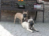 Französische Bulldogge Foto: Biene und Finn (ID 44587) Französische Bulldogge Hund