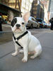 Französische Bulldogge Foto: BITTE NUR BULLYFOTOS!!!!! (ID 36390) Französische Bulldogge Hund