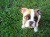 Französische Bulldogge Foto: Das ist Spike mit 11 Wochen (ID 45627) Französische Bulldogge Hund