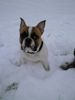 Französische Bulldogge Foto: Das ist Spike mit 8 Monaten (ID 45626) Französische Bulldogge Hund