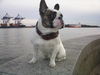 Französische Bulldogge Foto: bobbi-baxter-vomalsterufer (ID 42396) Französische Bulldogge Hund
