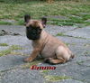 Französische Bulldogge Foto: Unser Baby Emma mit 12 Wochen (ID 42193) Französische Bulldogge Hund
