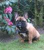Französische Bulldogge Foto: Luna mit 6 Monaten (ID 42192) Französische Bulldogge Hund